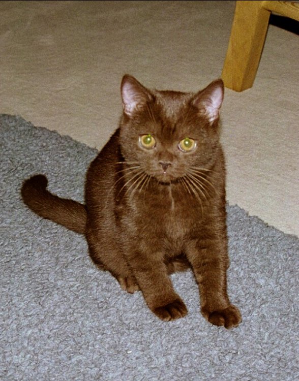Ebony